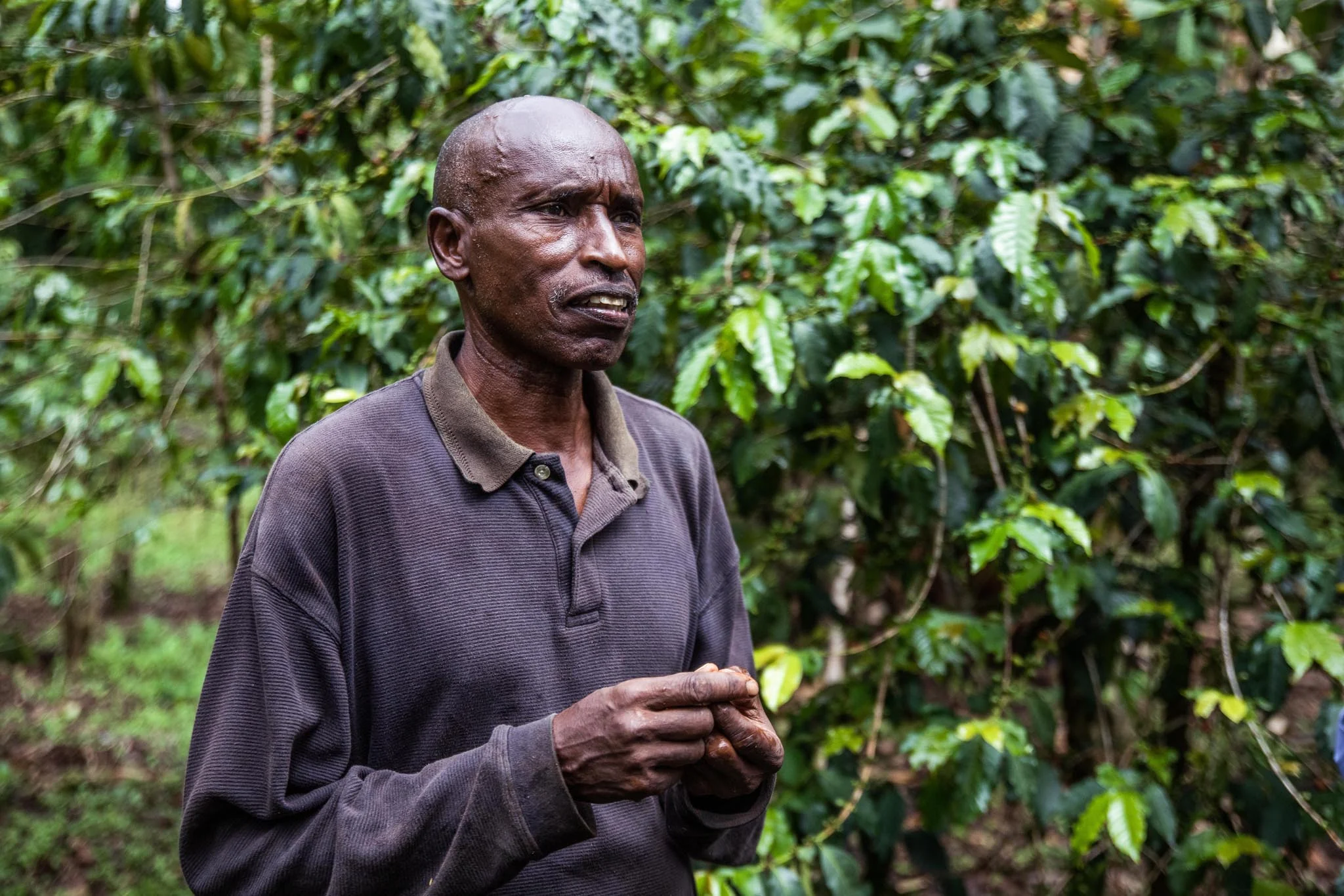 Sell your green coffee
