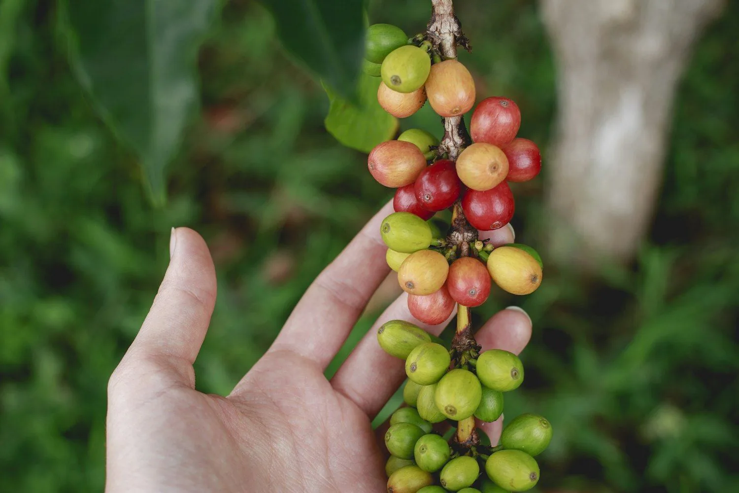 Ripe coffee cherries in the hand of a picker