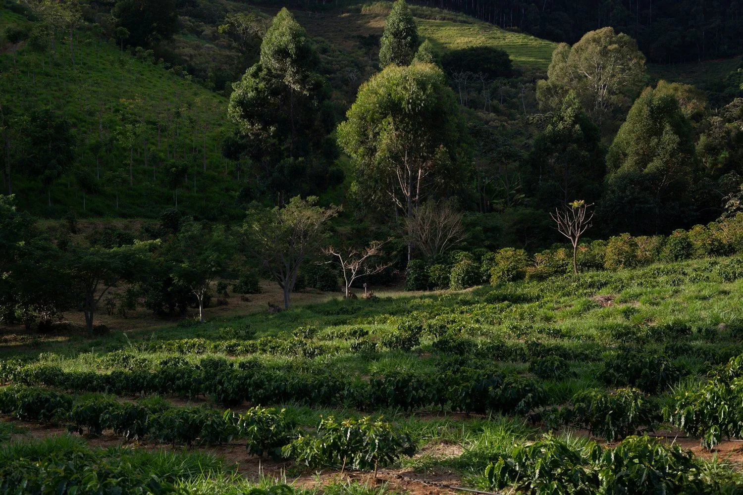 Zimbabwe coffee