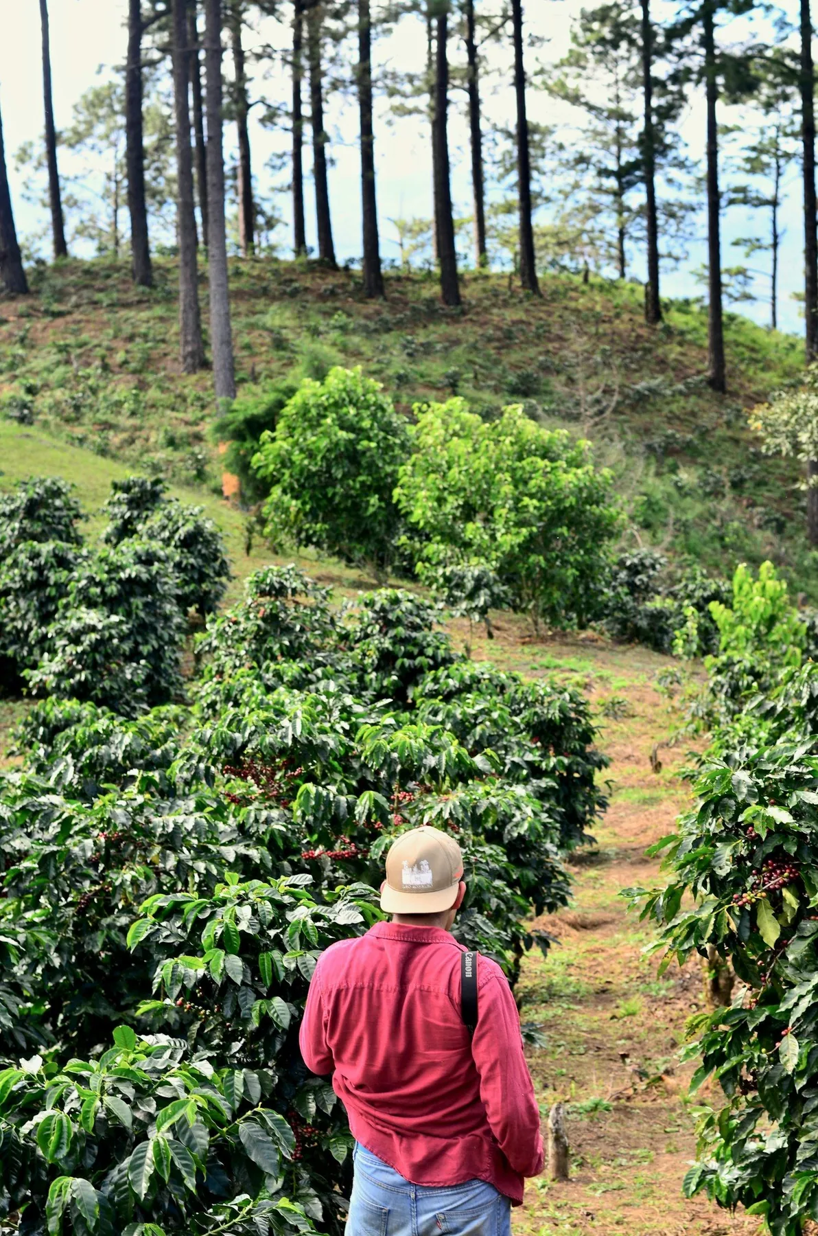 Coffee plants in rows at origin