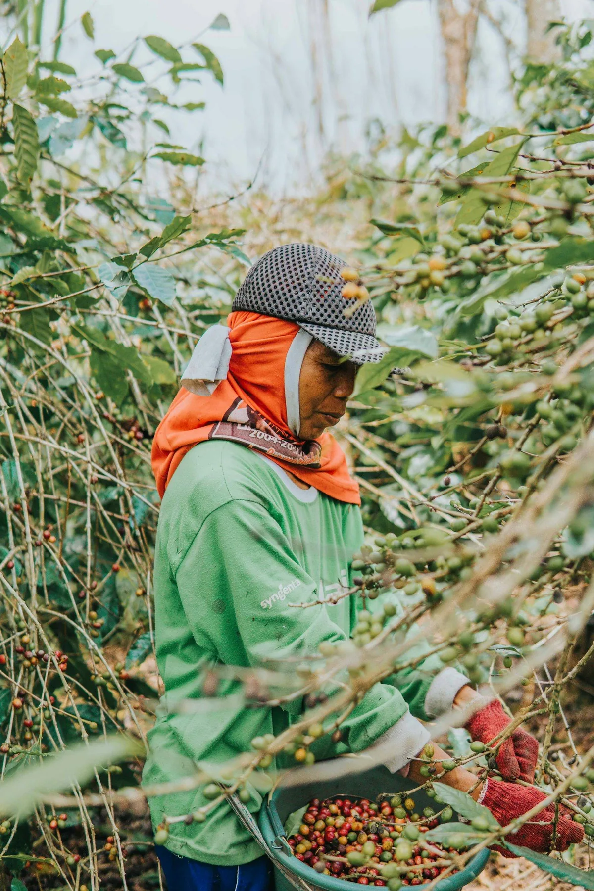 Coffee picker at origin