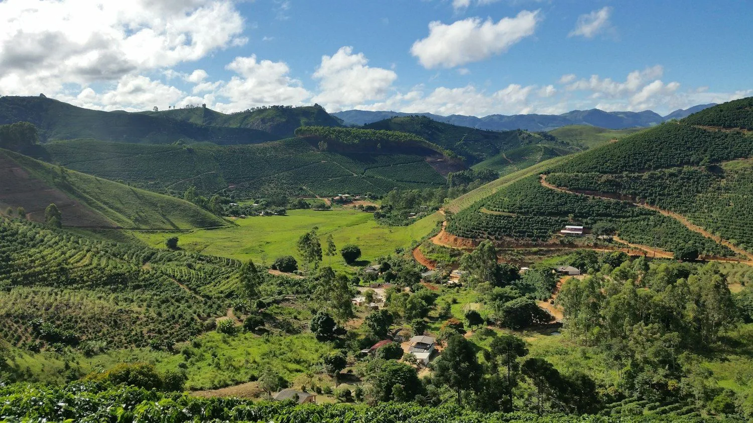 Coffee growing in the highlands