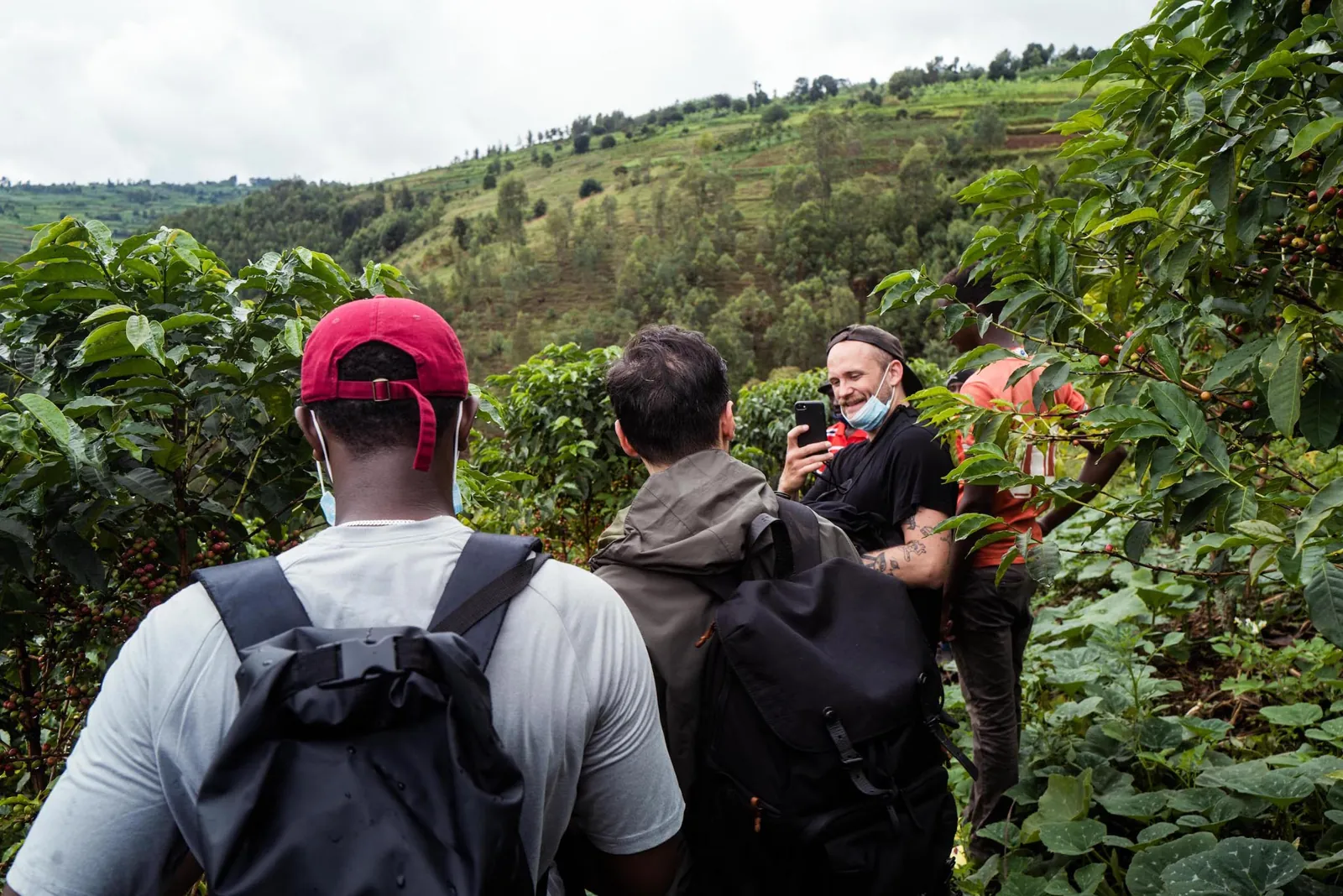 Coffee trees on a hillside in Rwanda